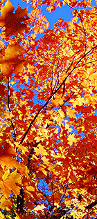 Vermont fall folige peaks during hunting season in the Northeast Kingdom (Click for larger image.)