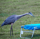 Heron checking out a lawn chair at pet-friendly Jackson's Lodge and Log Cabins, a Vermont family-friendly vacation destination