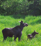 A pair of  moose in Vermont Wildlife Management Unit E1